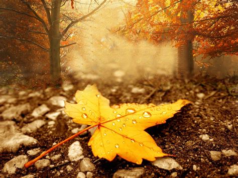 fall season wallpapers top  fall season backgrounds wallpaperaccess