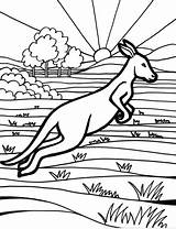 Colorear Canguros Canguro Kangaroo Canguru Saltando Kangourou Dibujos Australien Outback Aboriginal Coloriages Coloringhome Ausmalbild Tudodesenhos Wallpaperartdesignhd Kangaroos Joeys sketch template