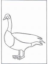 Gans Goose Oie Oca Kleurplaten Ausmalbild Fargelegg Nukleuren Oiseaux Uccelli Fugler Vogels Annonse Publicité Advertentie Pubblicità Letzte sketch template