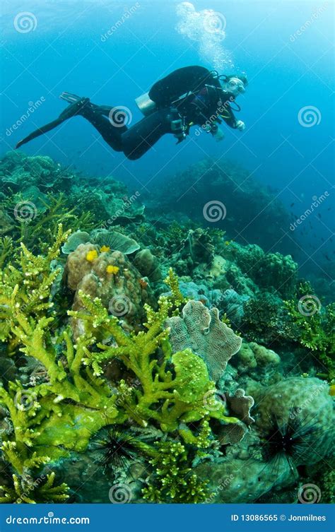 woman scuba diver swimming  clear blue water royalty  stock photo image