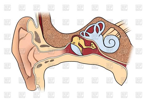 human ear clipart   cliparts  images  clipground