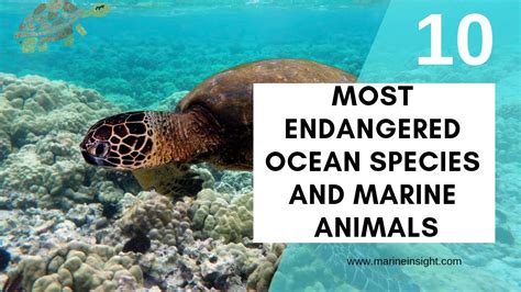 endangered ocean species  marine animals youtube