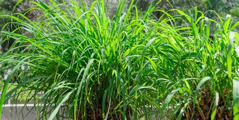Citronella Plants For Mosquitoes Do They Work As A Repellent