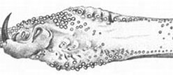Afbeeldingsresultaten voor "gonatus Steenstrupi". Grootte: 248 x 70. Bron: tolweb.org