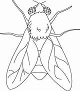 Coloring Pages Fly House sketch template