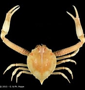 Afbeeldingsresultaten voor Myra affinis. Grootte: 175 x 185. Bron: www.crustaceology.com