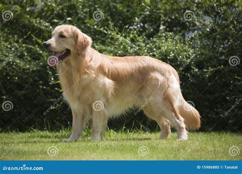 dog standing stock image image  bushy golden animal