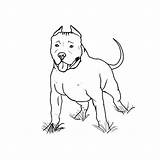 Pitbull Coloringsky sketch template