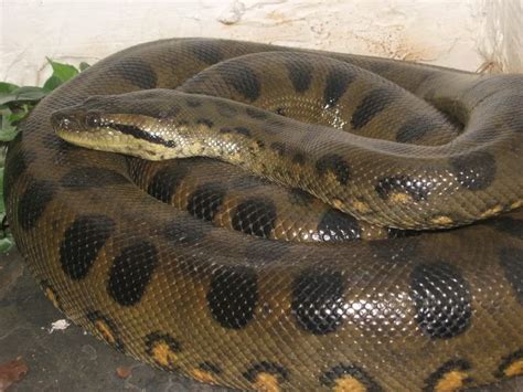 images  anacondas  pinterest snakes python  tropical