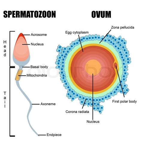 Structure Of Human Gametes Egg And Sperm Useful For