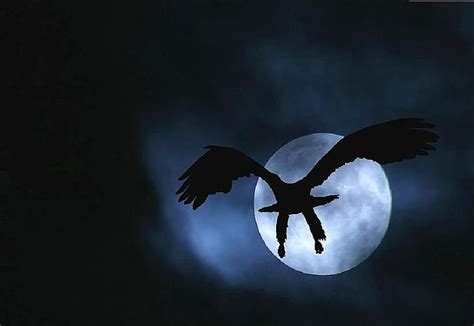 xpx p   eagle night eagle moon night fall