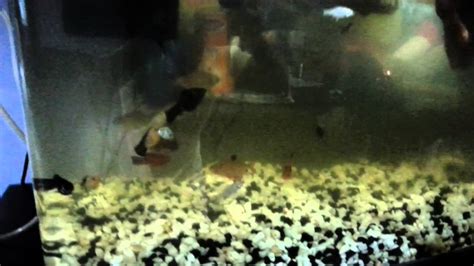 clean fish tank youtube