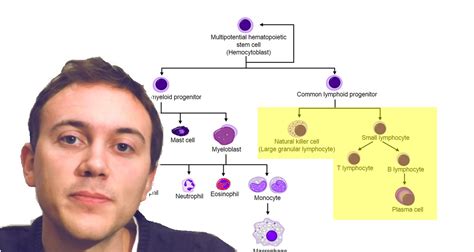 blood cancers explained leukemia myeloma lymphoma   youtube