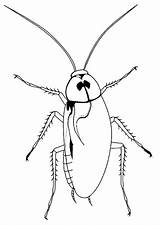 Cockroach Coloring Pages Printable Color Kids sketch template
