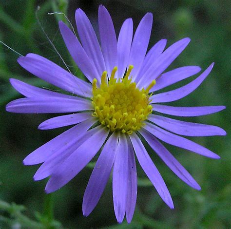 aster flower specs pictures flowers gallery