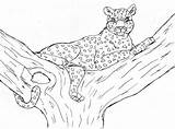 Coloring Leopard Pages Snow Baby Kids Cheetah Printable Cheetahs Color Colouring Print Tree Getcolorings Pag Bestcoloringpagesforkids Comments Amur sketch template