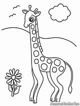 Jerapah Gambar Mewarnai Sketsa Diwarnai Binatang Hewan Kebun Anak Girafe Kartun Warnai Rebanas Memandangi sketch template