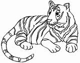 Drawing Carnivore Tiger Printable Coloring Kids Getdrawings sketch template