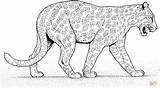 Leopard Pantera Ausmalbilder Colorare Printable Disegni Giaguari Animals Onca Kolorowanki Onça Boyama Gepardy Leopardy Clipart Bambini Printmania sketch template