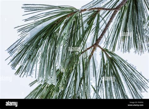 frosty needles  eastern white pine pinus strobus   frosty