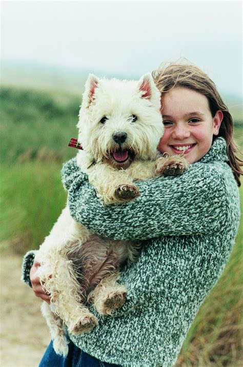 west highland white terrier breed information   thriftyfun