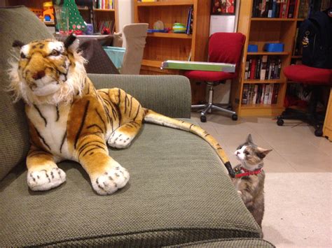 cat vs tiger shooting through