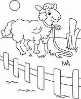 Behind Coloring Fence Sheep sketch template