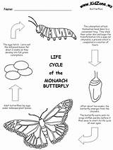 Butterfly Cycle Life Coloring Monarch Worksheet Caterpillar Pages Printable Worksheets Grade Metamorphosis Science Lifecycle Kidzone Ws Kids Drawing Butterflies Facts sketch template