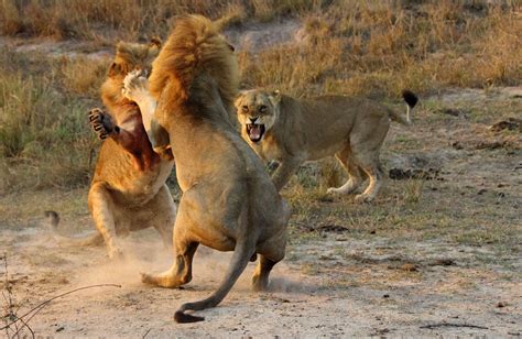 incredible fight   male lions mirror