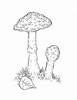 Drawing Draw Mushroom Toadstool Grass Mushrooms Ink Getdrawings Step sketch template
