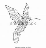 Colibri Hummingbird Raster sketch template