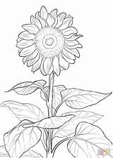 Sunflower Coloring Pages Printable Adult Sheets Sunflowers Flower Drawing Simple Print Adults Template Printables Sun Colouring Book Supercoloring Sheet Colour sketch template