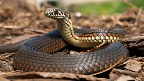 snake nanticharares