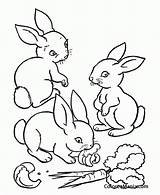 Comiendo Conejos Zanahorias Granja sketch template