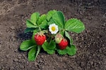 Bildresultat för Strawberry Plants. Storlek: 150 x 100. Källa: workshopedia.com