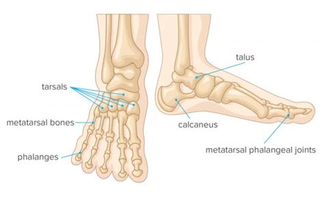 foot pain symptoms  treatment home physio group
