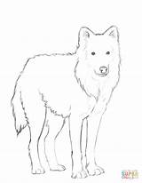 Wolf Coloring Arctic Pages Printable Mexican Clipart Drawing Colouring Animals Print Color Drawings Book Sheets sketch template