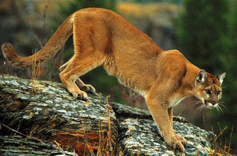 Cougar Sighting Reported In New Castle Co News