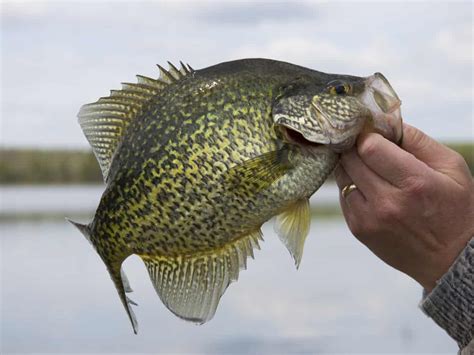 crappie fishing facts  tips