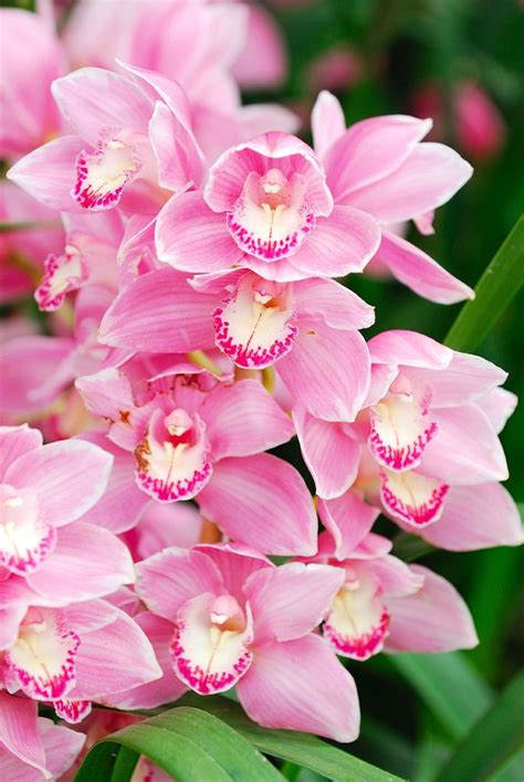pink orchids envy pinterest pink orchids