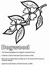Dogwood Dltk Library Coloringhome sketch template