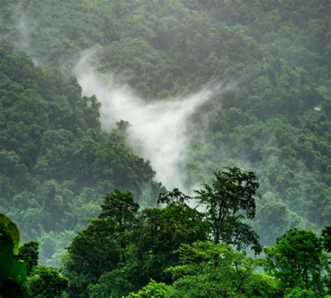 wat  het amazoneregenwoud  amazonegebied