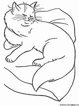 Kucing Mewarnai Tidur Anggora Titan sketch template