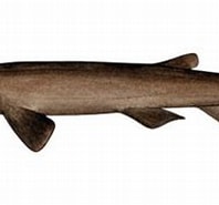 Afbeeldingsresultaten voor "apristurus Japonicus". Grootte: 197 x 131. Bron: www.requins.be