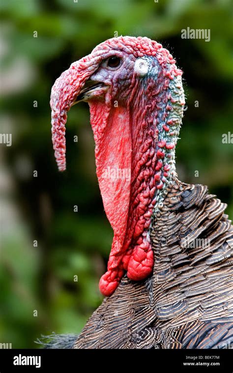 male turkey head  neck portrait meleagris gallopavo stock photo