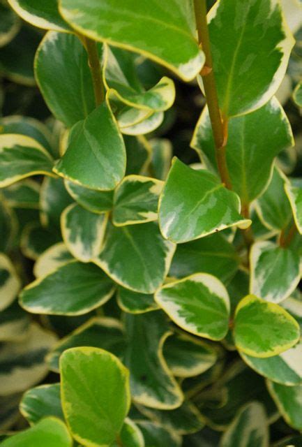 buy variegated  zealand privet hedge pot grown  cm