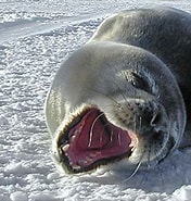 Afbeeldingsresultaten voor Weddellzeehond. Grootte: 176 x 185. Bron: www.hetlaatstecontinent.be