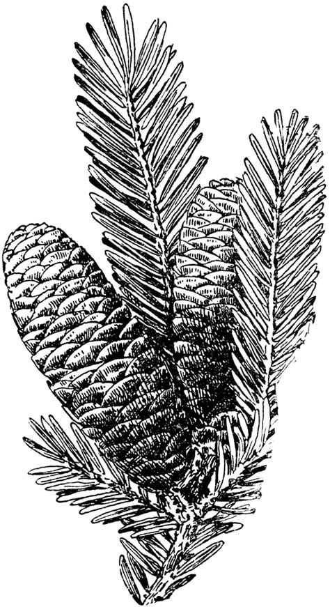 balsam fir tree cone clipart