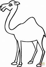 Camel Dromedario Cliparts Clipartmag sketch template