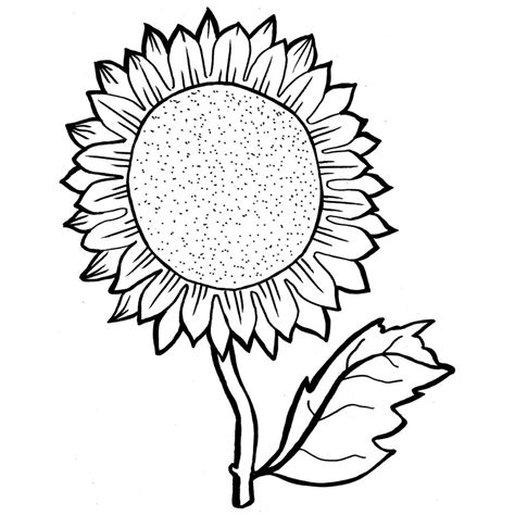 sunflower drawing template    clipartmag